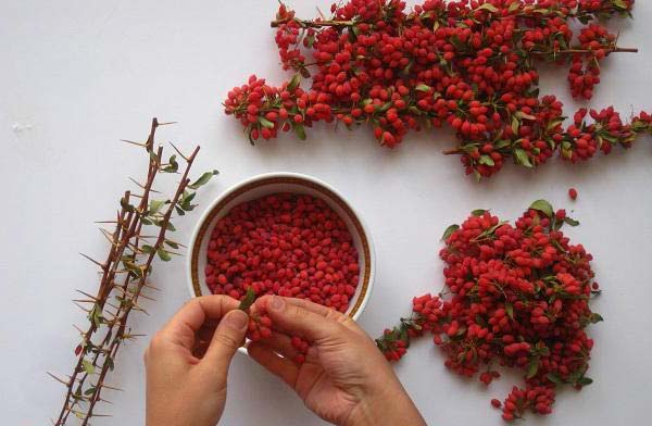 تصویر 3 از قیمت خرید زرشک تازه بسته بندی با فروش عمده